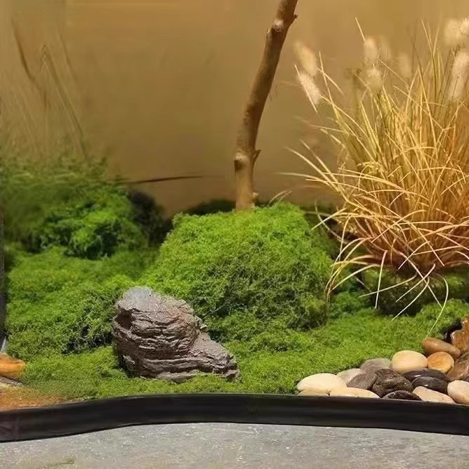200g de mousse éternelle pour  - Preserved Moss Sheet avis et prix